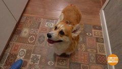 Собака, давай с тобой дружить! Доброе утро. Фрагмент