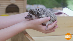 Заведу себе ежа... Доброе утро. Фрагмент 