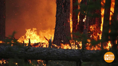 Лесные пожары: всем миром против огня! Доброе утро. Фрагмент 