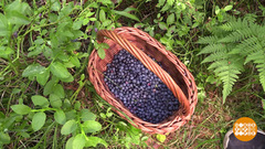 Время собирать чернику. Доброе утро. Фрагмент 