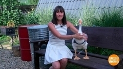 Гусыня-путешественница и другие «звезды». Доброе утро. Фрагмент 