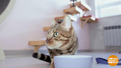 Передержка по всем правилам. Доброе утро. Фрагмент 