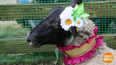 Знакомьтесь: «Мисс Овца»! Доброе утро. Фрагмент 