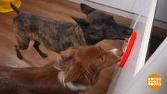 Собака, хочешь мороженого? Доброе утро. Фрагмент