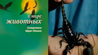 В мире животных. Скорпион. Шри-Ланка