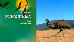 В мире животных. Эму. Австралия