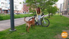 Подозрительная собака: разойдемся мирно. Доброе утро. Фрагмент