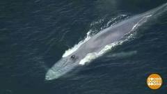 Поговори со мною, кит! Доброе утро. Фрагмент 