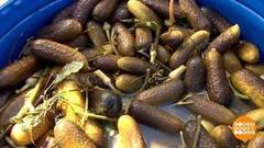 Огурцы: похрустим по-чемпионски! Доброе утро. Фрагмент 