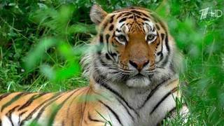 В России и мире отмечают Международный день тигра