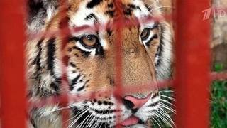 Амурский тигренок из Хабаровского края обрел новый дом в Минском зоопарке