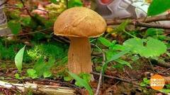 Прошли дожди — пошли грибы! Доброе утро. Фрагмент 