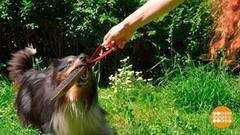 Учим собаку приносить вещи. Доброе утро. Фрагмент