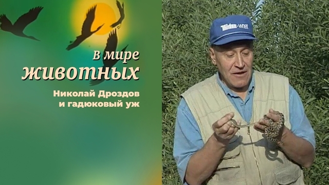 Николай Дроздов и гадюковый уж: «Меня он принял доброжелательно, но часто вцепляются по поводу и без». В мире животных