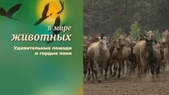 В мире животных. Удивительные лошади и гордые пони
