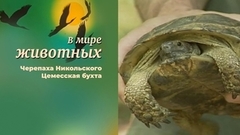В мире животных. Черепаха Никольского. Цемесская бухта
