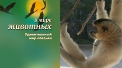 В мире животных. Удивительный мир обезьян