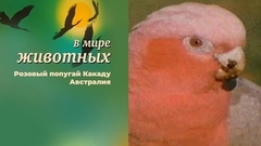 В мире животных. Розовый попугай Какаду. Австралия