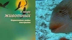 В мире животных. Коралловые рифы. Австралия