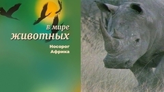 В мире животных. Носорог. Африка