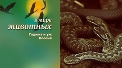 В мире животных. Гадюка и уж. Россия