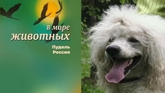 В мире животных. Пудель. Россия