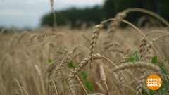 Урожай-2024: радует! Доброе утро. Фрагмент 