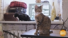 Котики — это просто праздник! Доброе утро. Фрагмент 