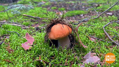 Белый гриб — аристократ леса. Доброе утро. Суббота. Фрагмент 