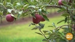 Больше продуктов, хороших и разных! Доброе утро. Фрагмент 