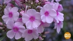 «Сады и люди»: каждая травинка на своем месте! Доброе утро. Фрагмент 