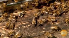 Пчелки, спасибо за мед! Доброе утро. Фрагмент 