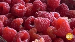 Ягодки мои! Августовские. Доброе утро. Фрагмент 