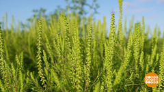 Эта коварная амброзия... Доброе утро. Фрагмент 