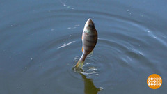 Рыбка, лови подкормку! Доброе утро. Фрагмент 