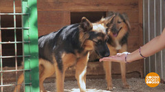 Собаке нужен дом. Доброе утро. Суббота. Фрагмент 