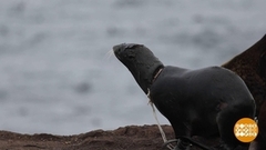 Кто спасает тюленей. Доброе утро. Фрагмент 