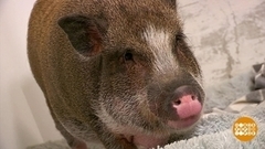 Кошкин дом… А если свинкин? Доброе утро. Фрагмент