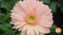 Цветы, откуда вы приехали? Доброе утро. Фрагмент