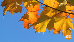 Следующая остановка — осень! Доброе утро. Суббота. Фрагмент 