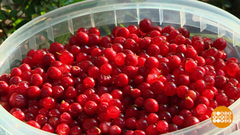 Брусника, собирайся! Доброе утро. Суббота. Фрагмент