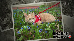 Подари голос. Видели видео? Фрагмент выпуска от 08.09.2024