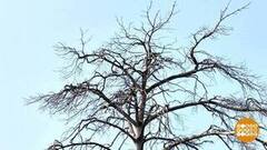 Что делать с аварийным деревом? Доброе утро. Фрагмент