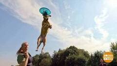 Кто тут главный по тарелочкам? Собака! Доброе утро. Фрагмент