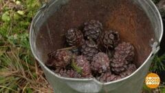 Крепкий орешек… Потому что кедровый! Доброе утро. Суббота. Фрагмент