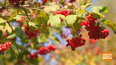 Калина красная… И полезная! Доброе утро. Суббота. Фрагмент 