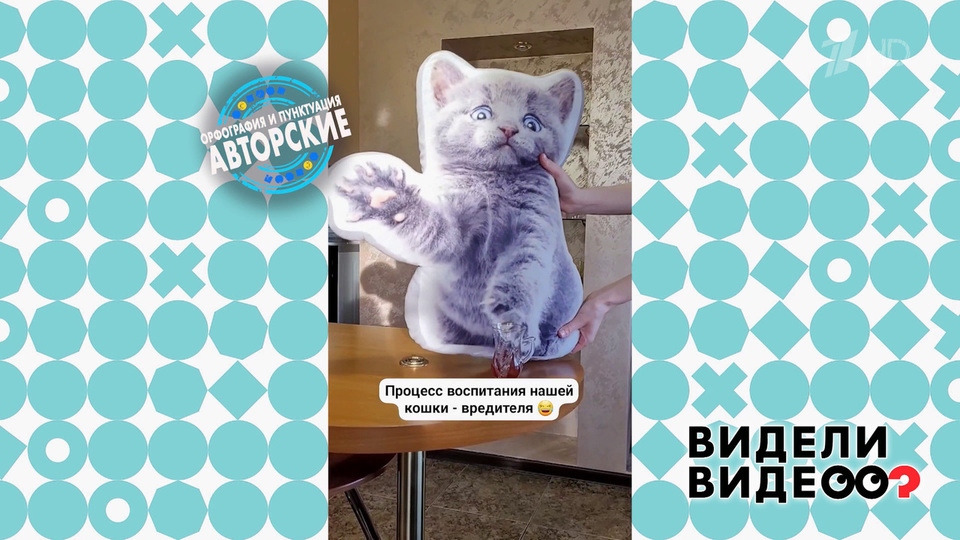 Перевоспитание кошки. Видели видео? Фрагмент выпуска от 29.09.2024