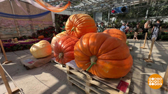 Ее величество тыква. Доброе утро. Фрагмент