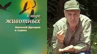 «Конечно он встревожен и раздражен тем, что мы его поймали» – Николай Дроздов учит отличать ужа от гадюки