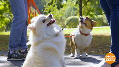 Собака, хватит лаять! Доброе утро. Фрагмент 